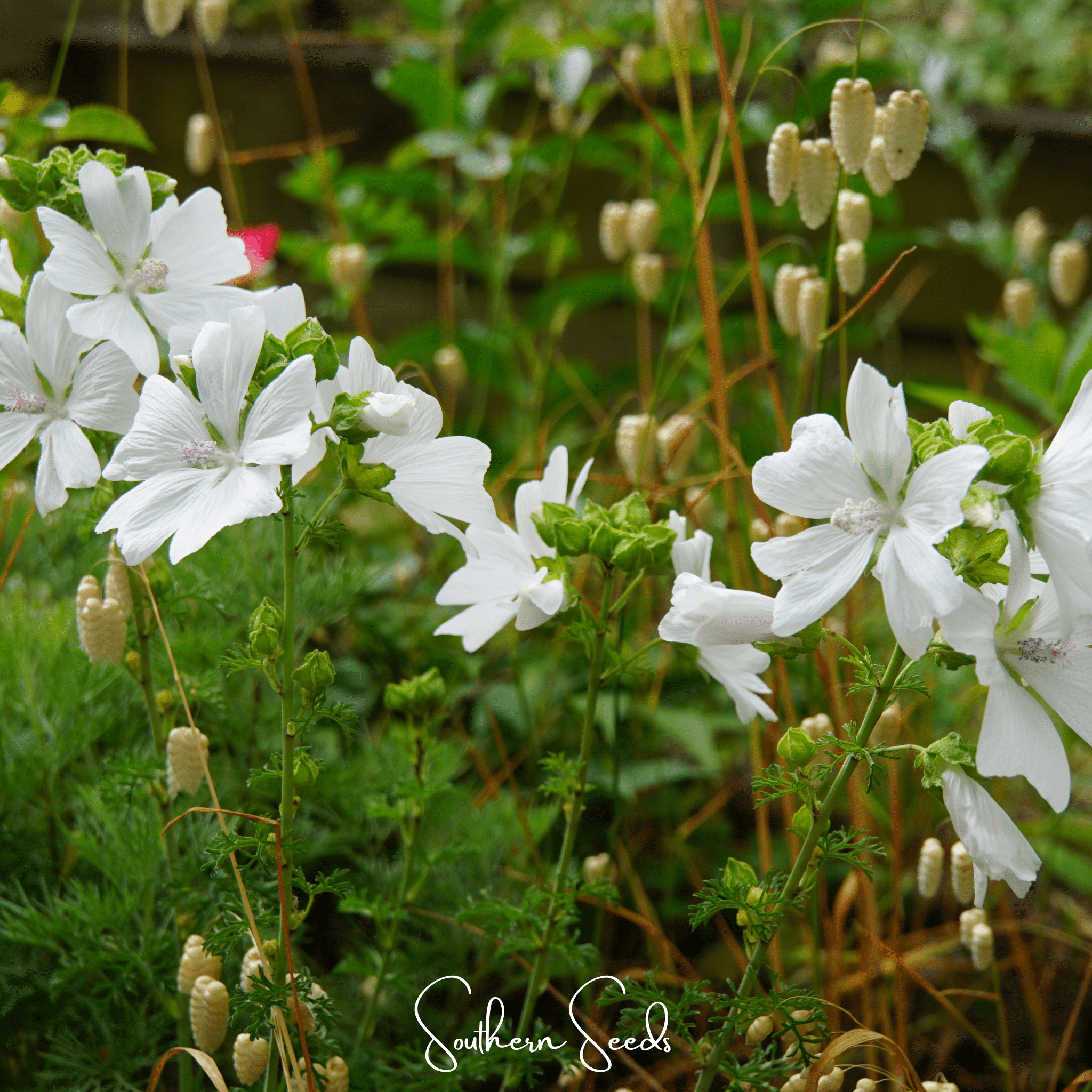 White Hollyhock – 25 Seeds | Heirloom Boulevard