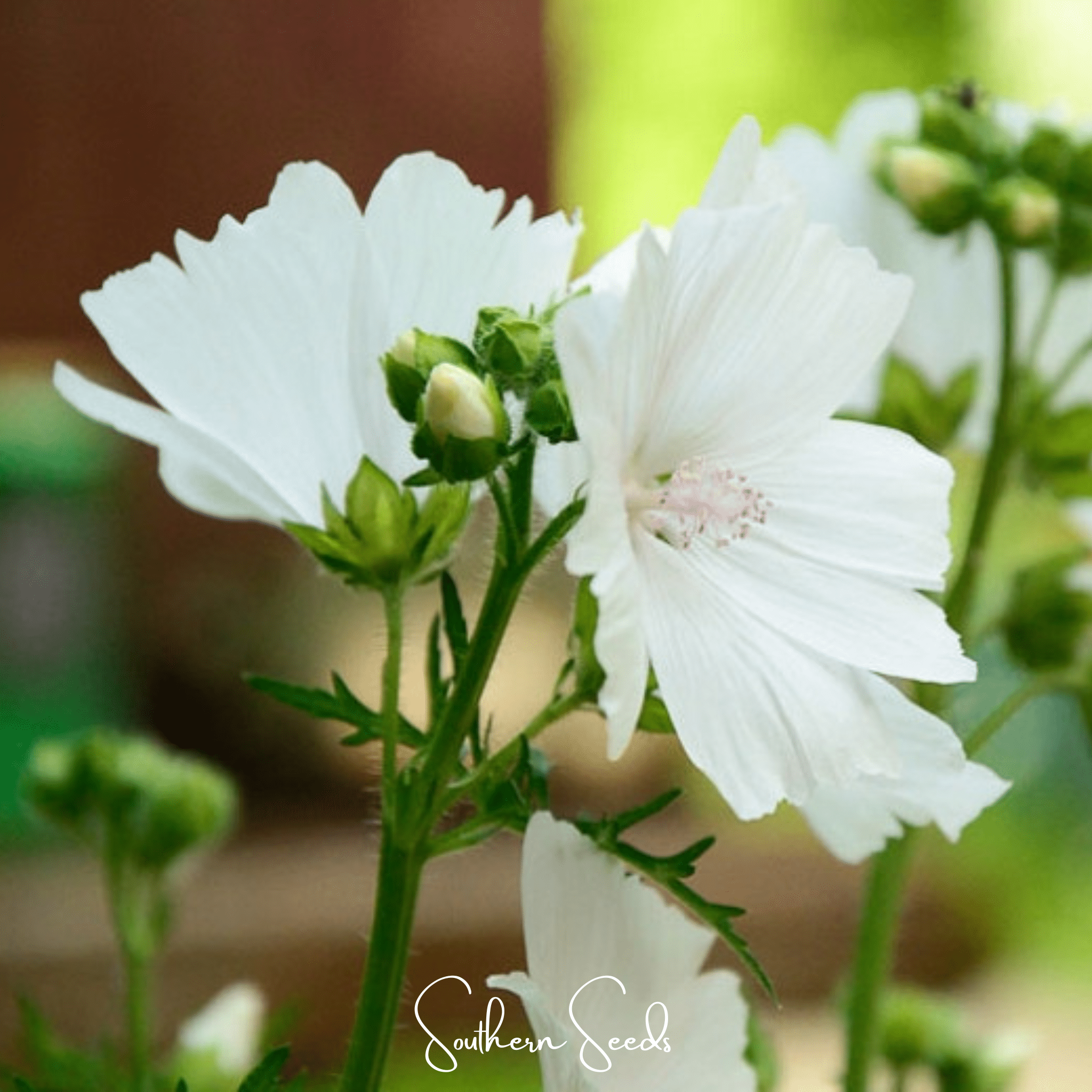 White Hollyhock – 25 Seeds | Heirloom Boulevard