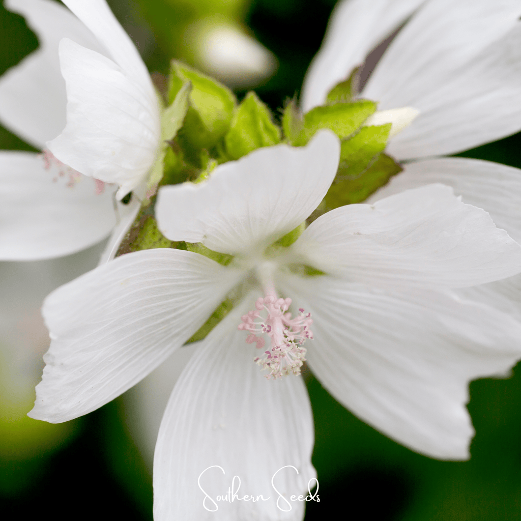 White Hollyhock – 25 Seeds | Heirloom Boulevard
