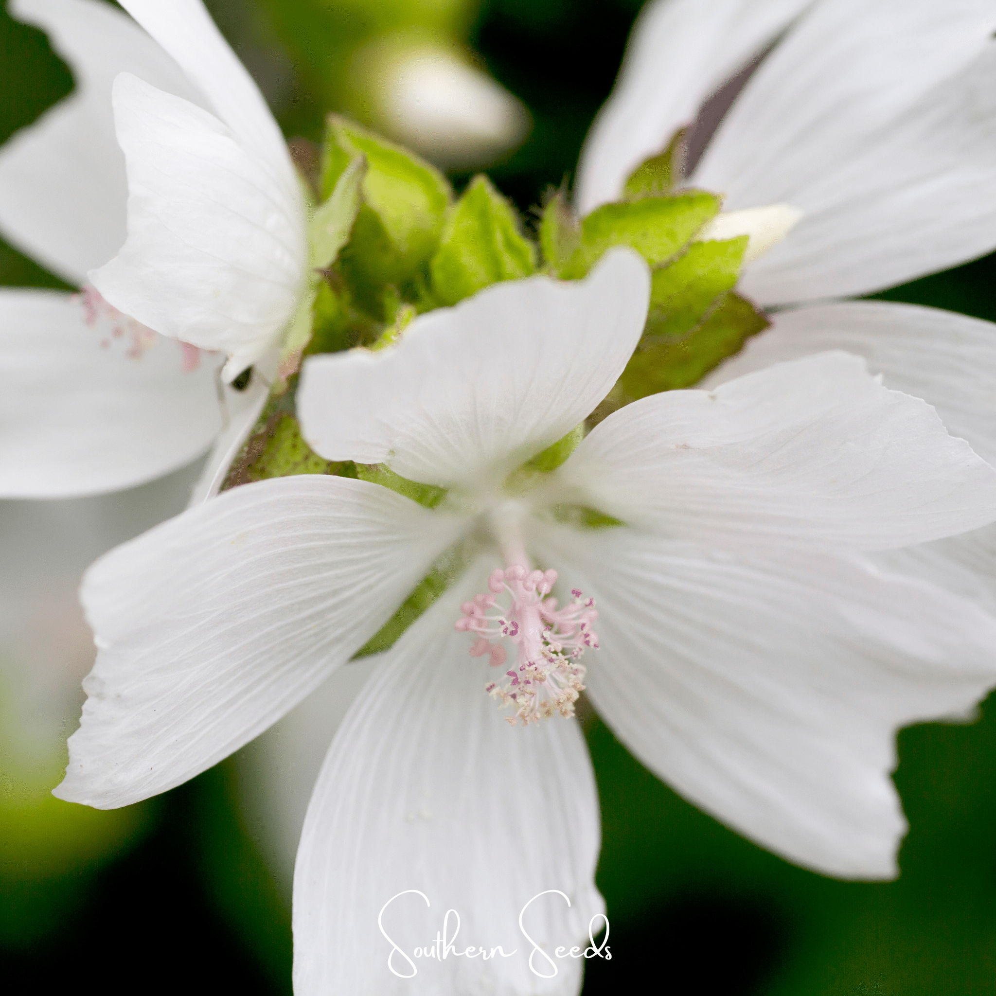 White Hollyhock – 25 Seeds | Heirloom Boulevard