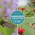 Southern Seeds Hummingbird Garden Seed Collection – 10 Varieties | Heirloom Boulevard
