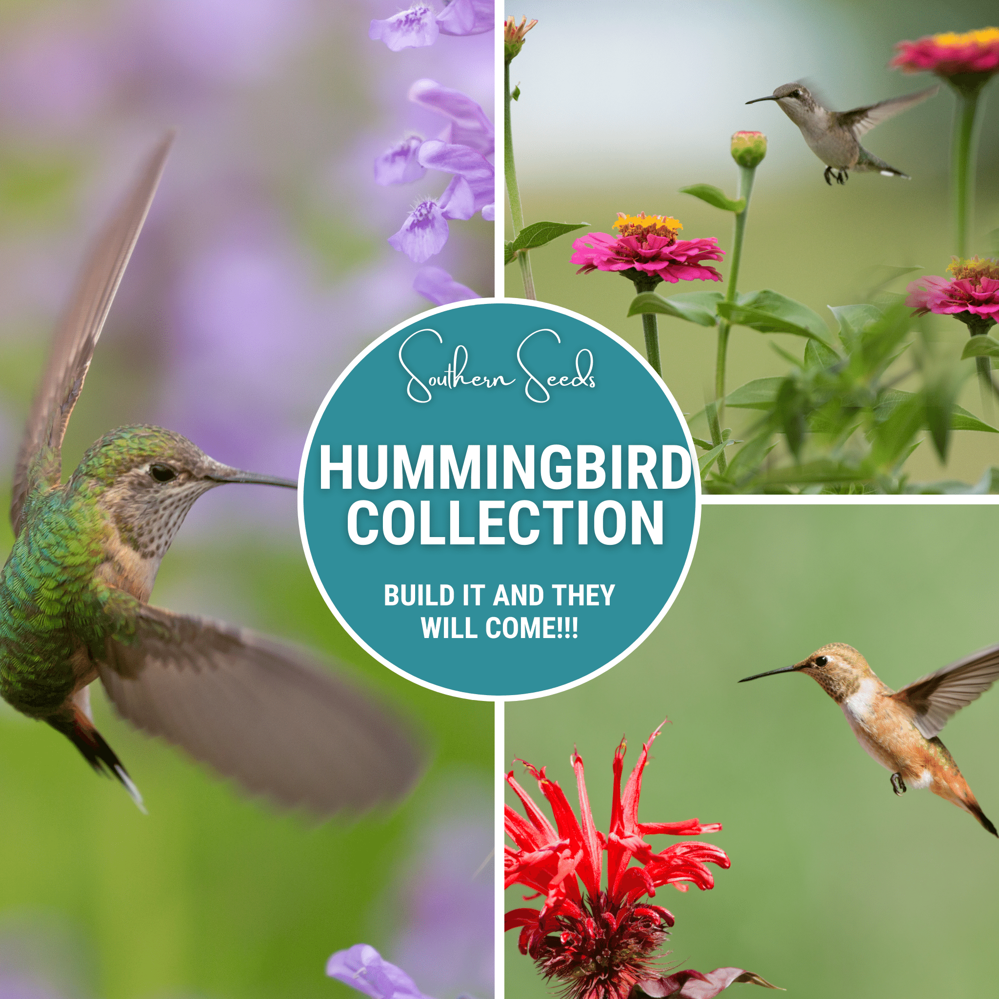 Southern Seeds Hummingbird Garden Seed Collection – 10 Varieties | Heirloom Boulevard