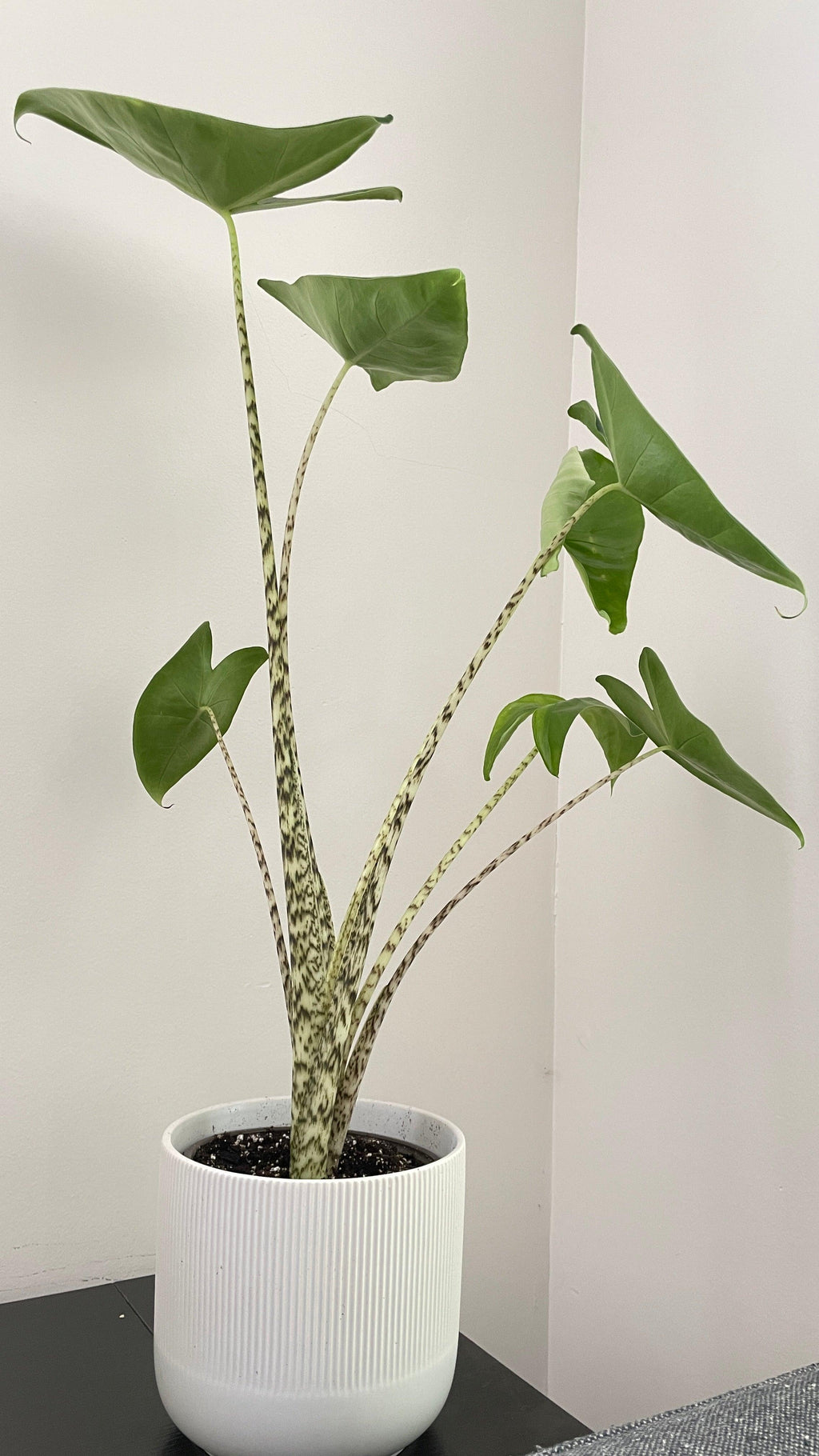 Bumble Plants Alocasia Zebrina