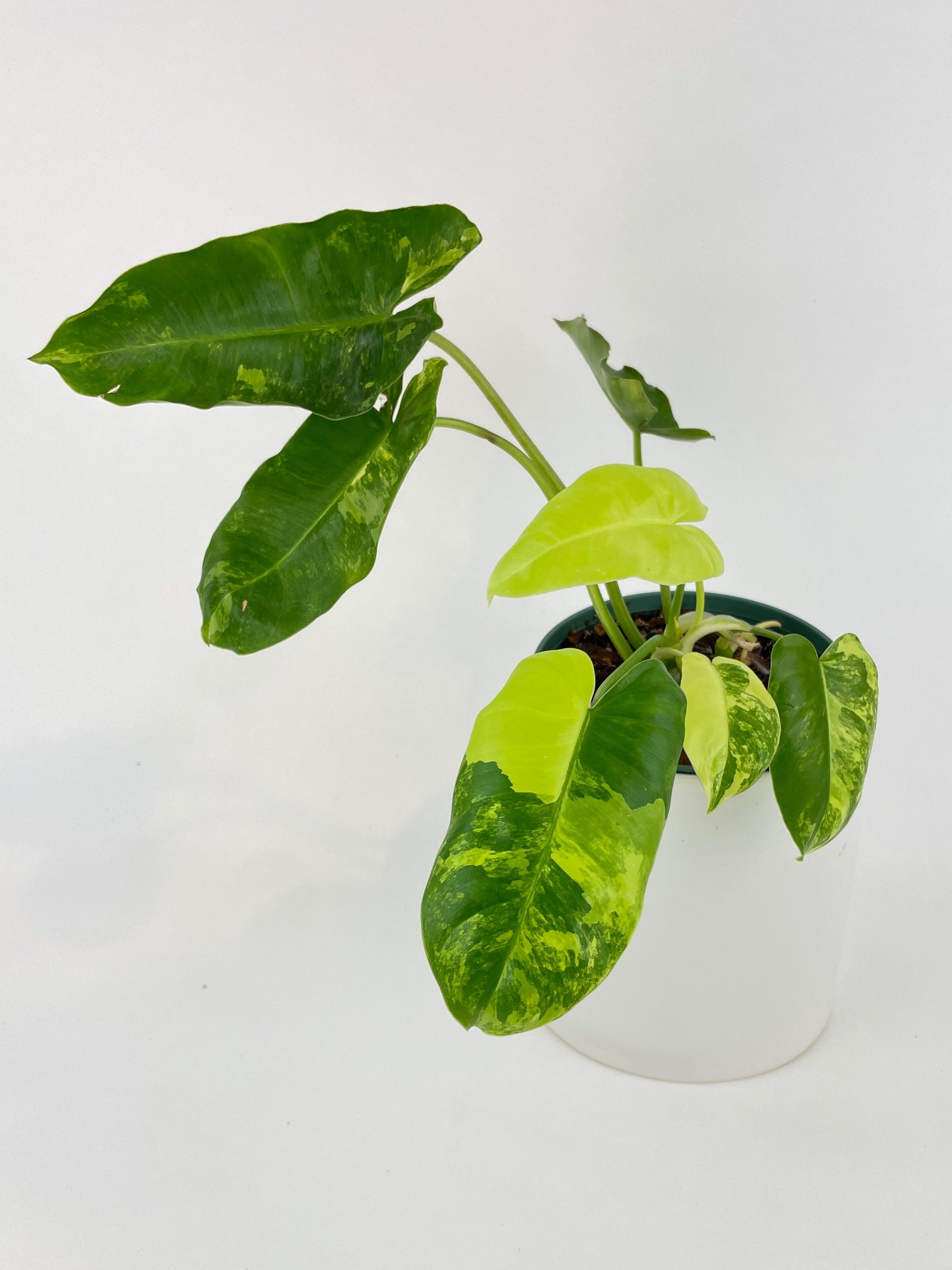 Variegated Philodendron Burle Marx | Heirloom Boulevard