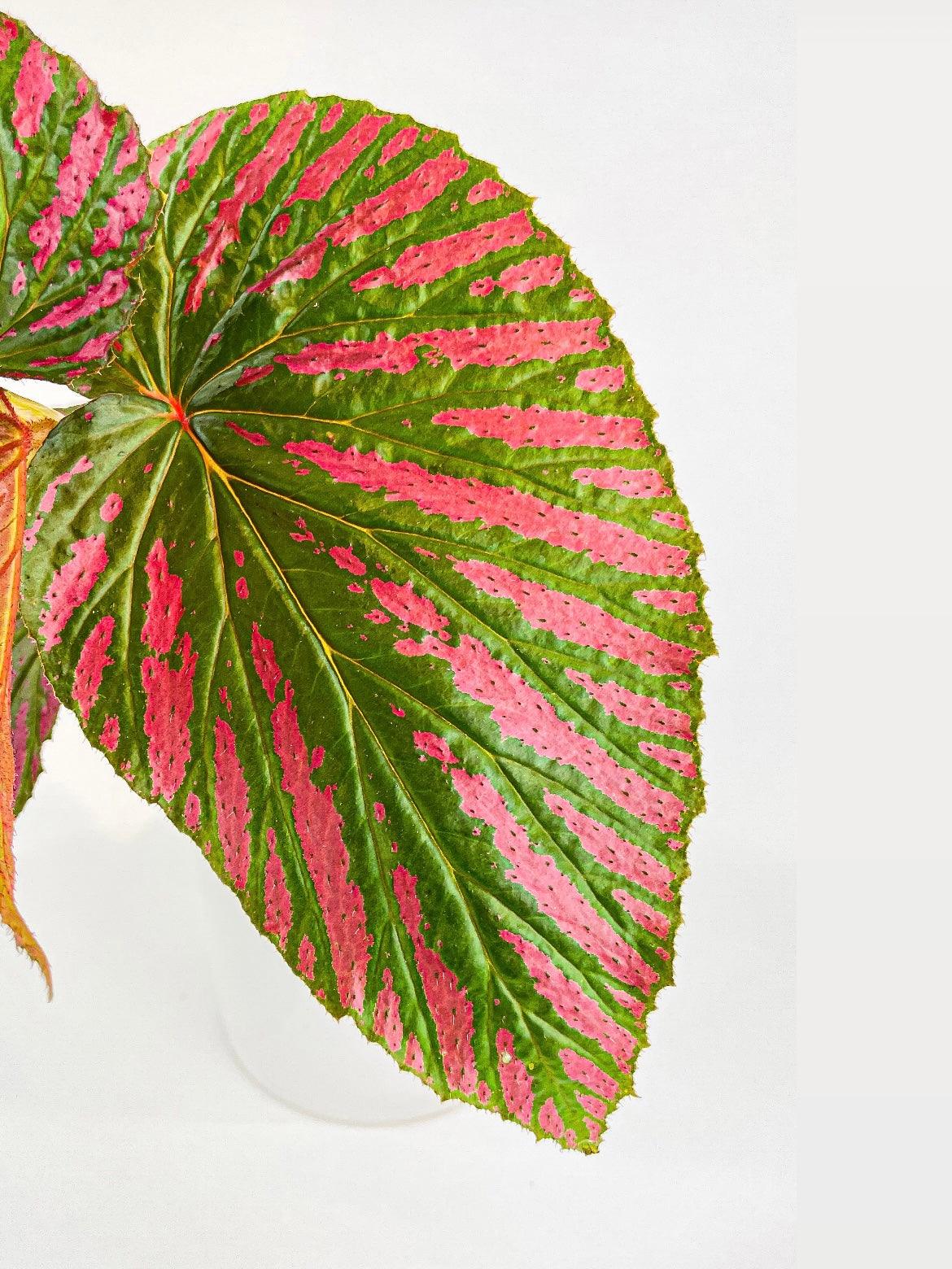 Begonia Brevirimosa Exotica | Heirloom Boulevard