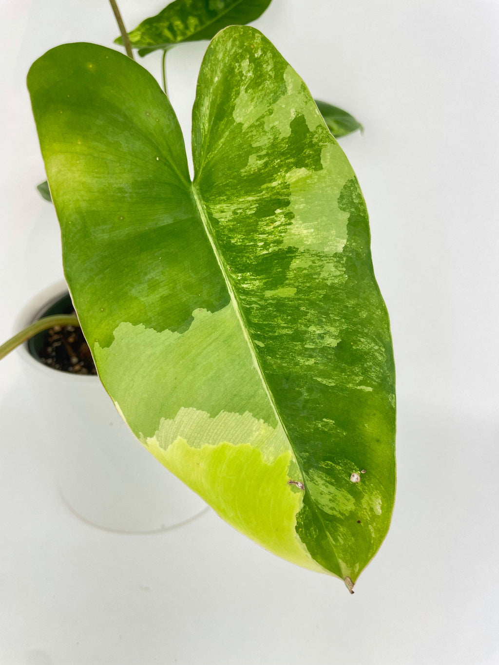 Variegated Philodendron Burle Marx | Heirloom Boulevard