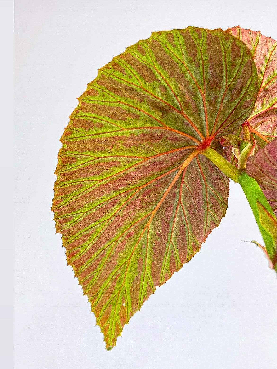 Begonia Brevirimosa Exotica | Heirloom Boulevard