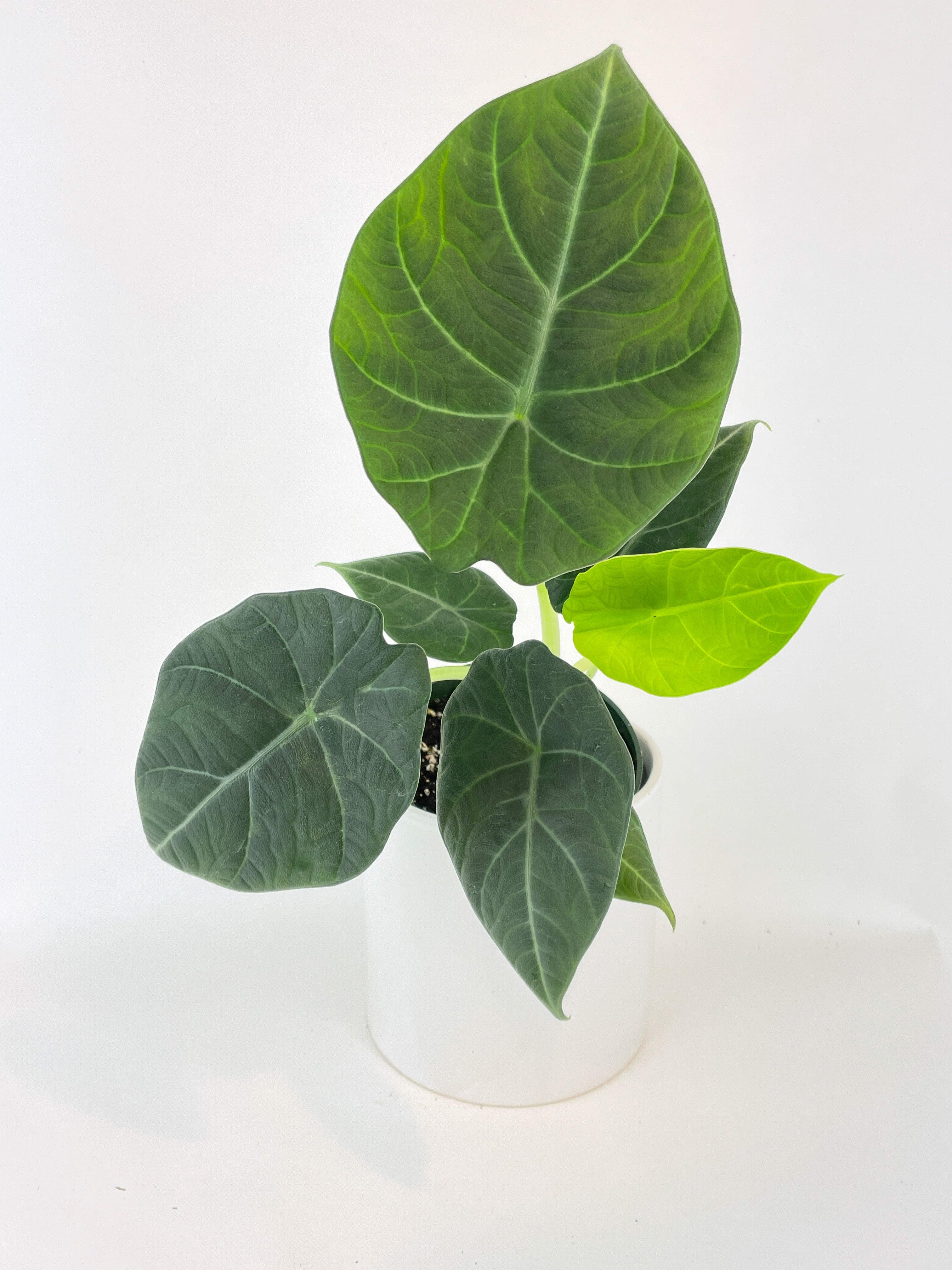 Alocasia Maharani Queen | Heirloom Boulevard