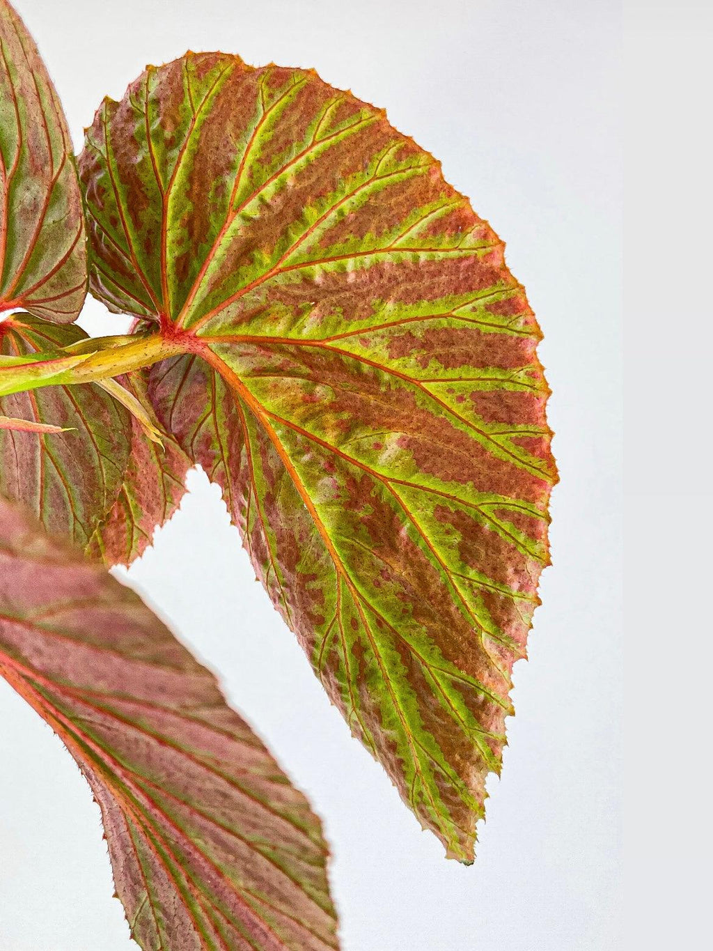 Begonia Brevirimosa Exotica | Heirloom Boulevard