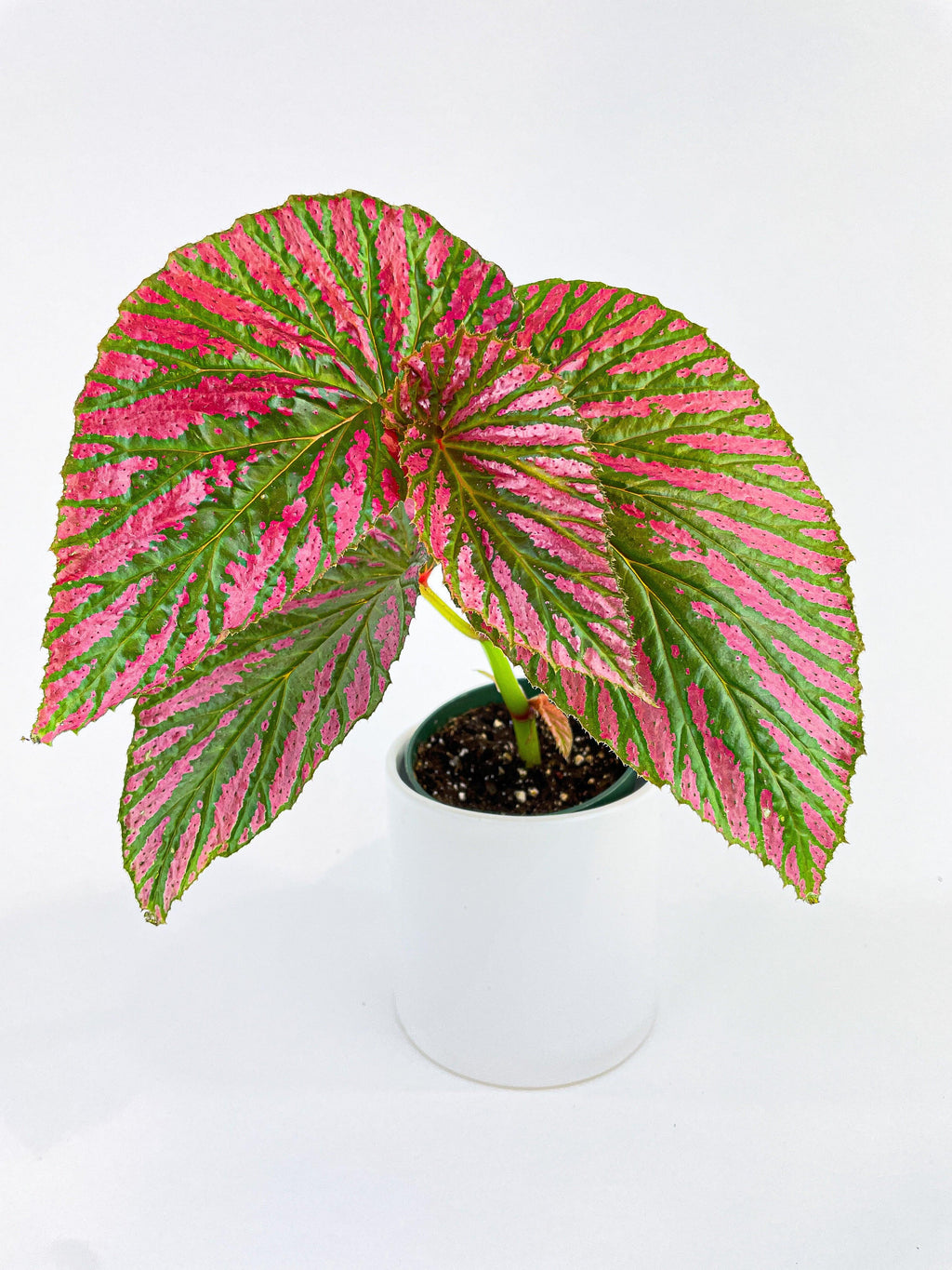 Begonia Brevirimosa Exotica | Heirloom Boulevard