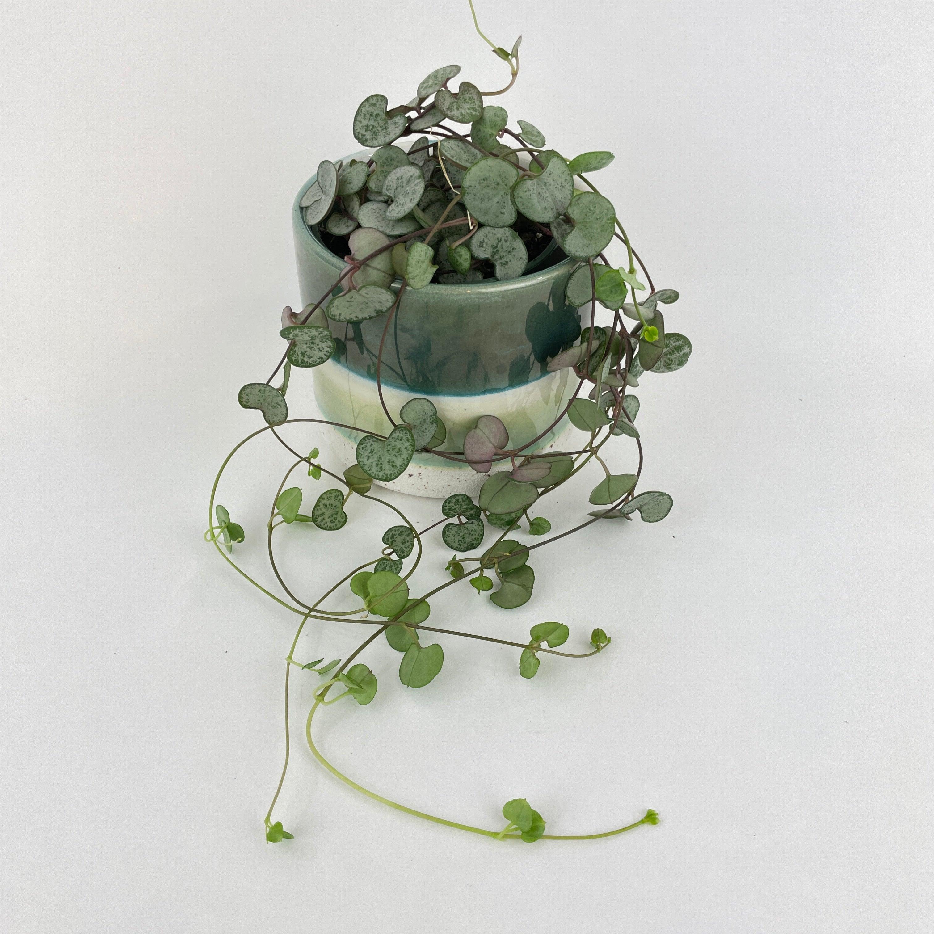 Silver Glory String of Hearts | Heirloom Boulevard