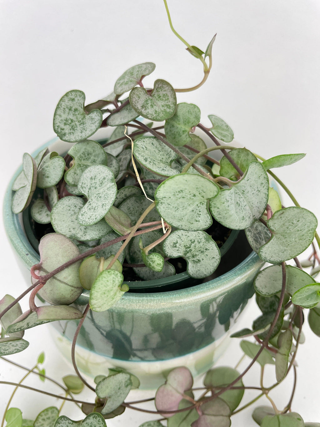 Silver Glory String of Hearts | Heirloom Boulevard