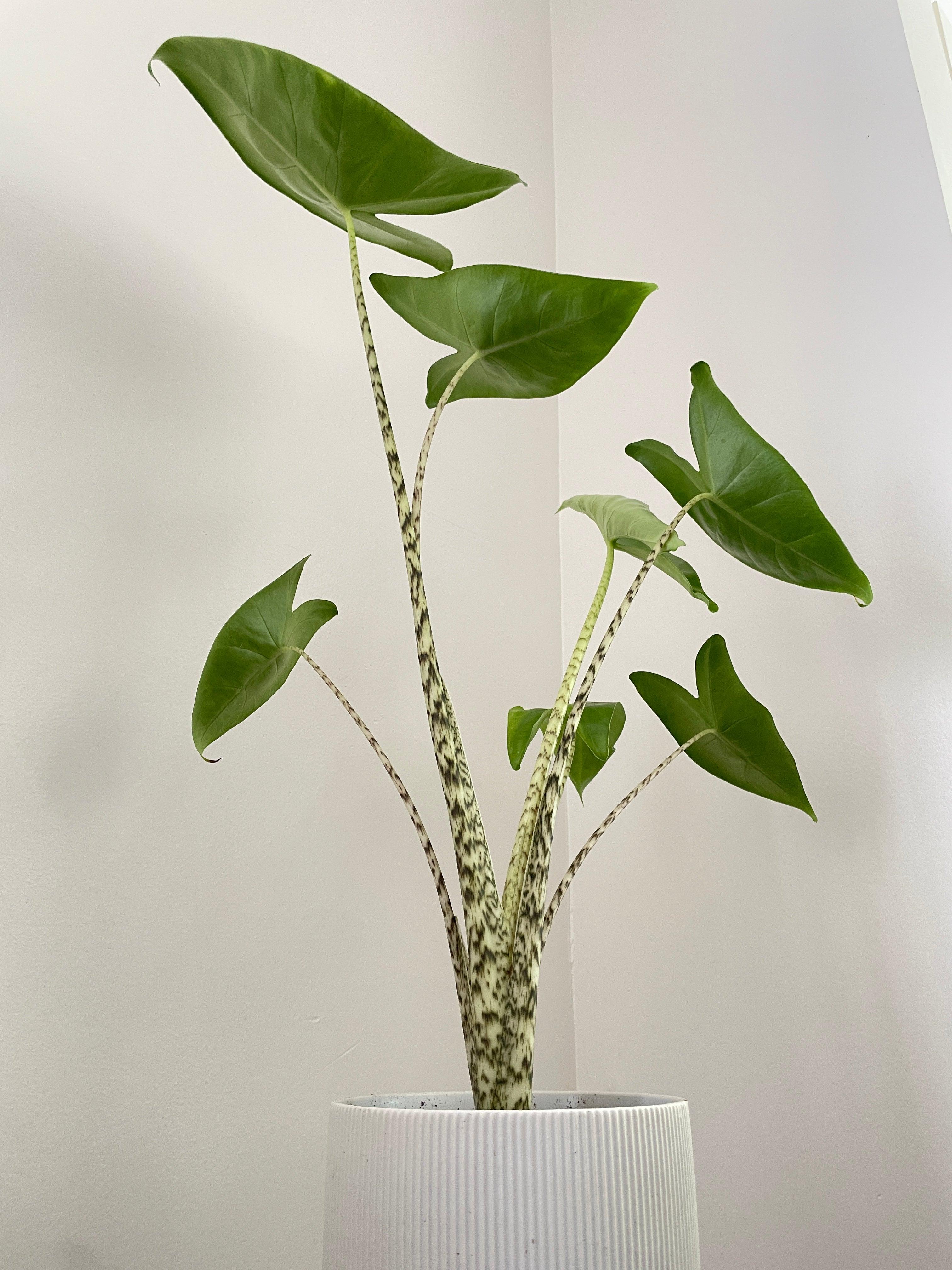 Bumble Plants Alocasia Zebrina