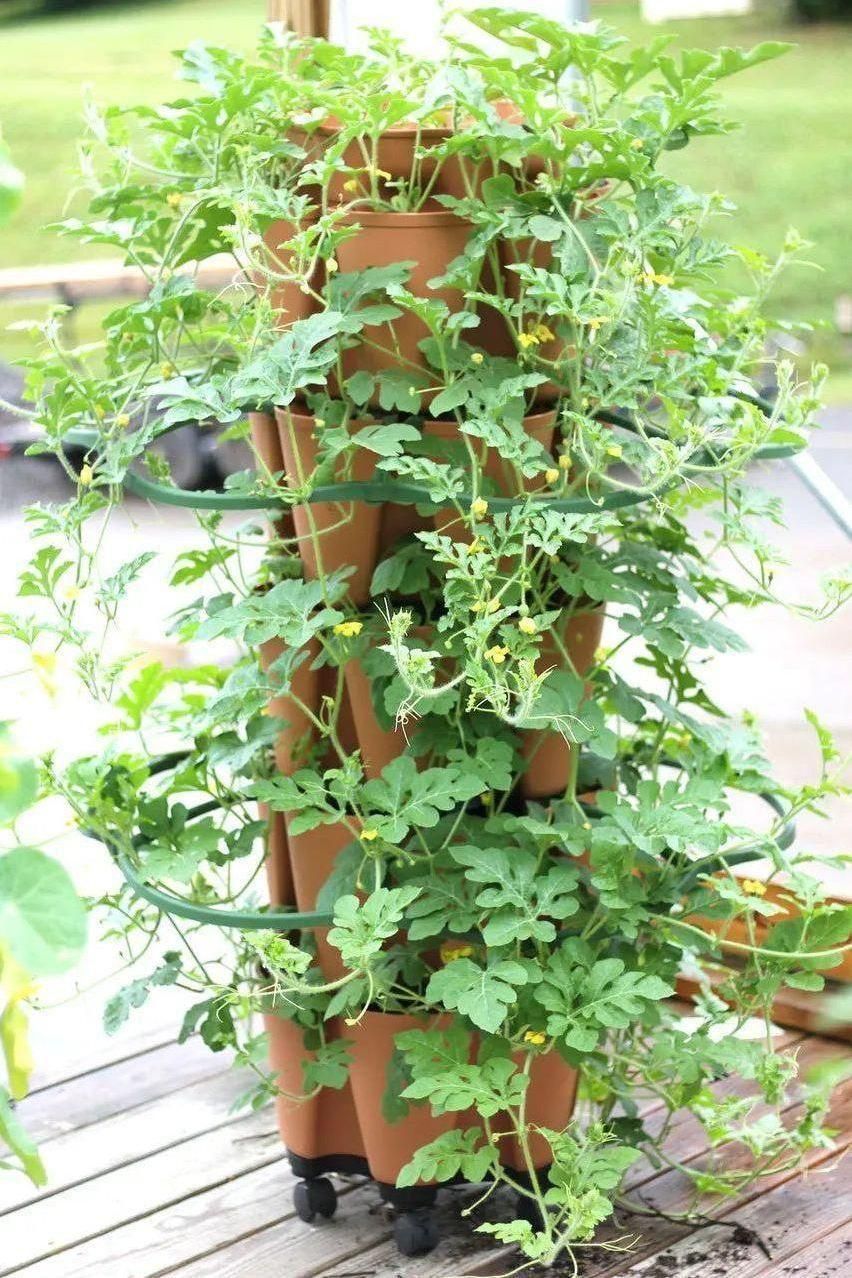 GreenStalk Garden Plant Support (Set of 3) | Heirloom Boulevard