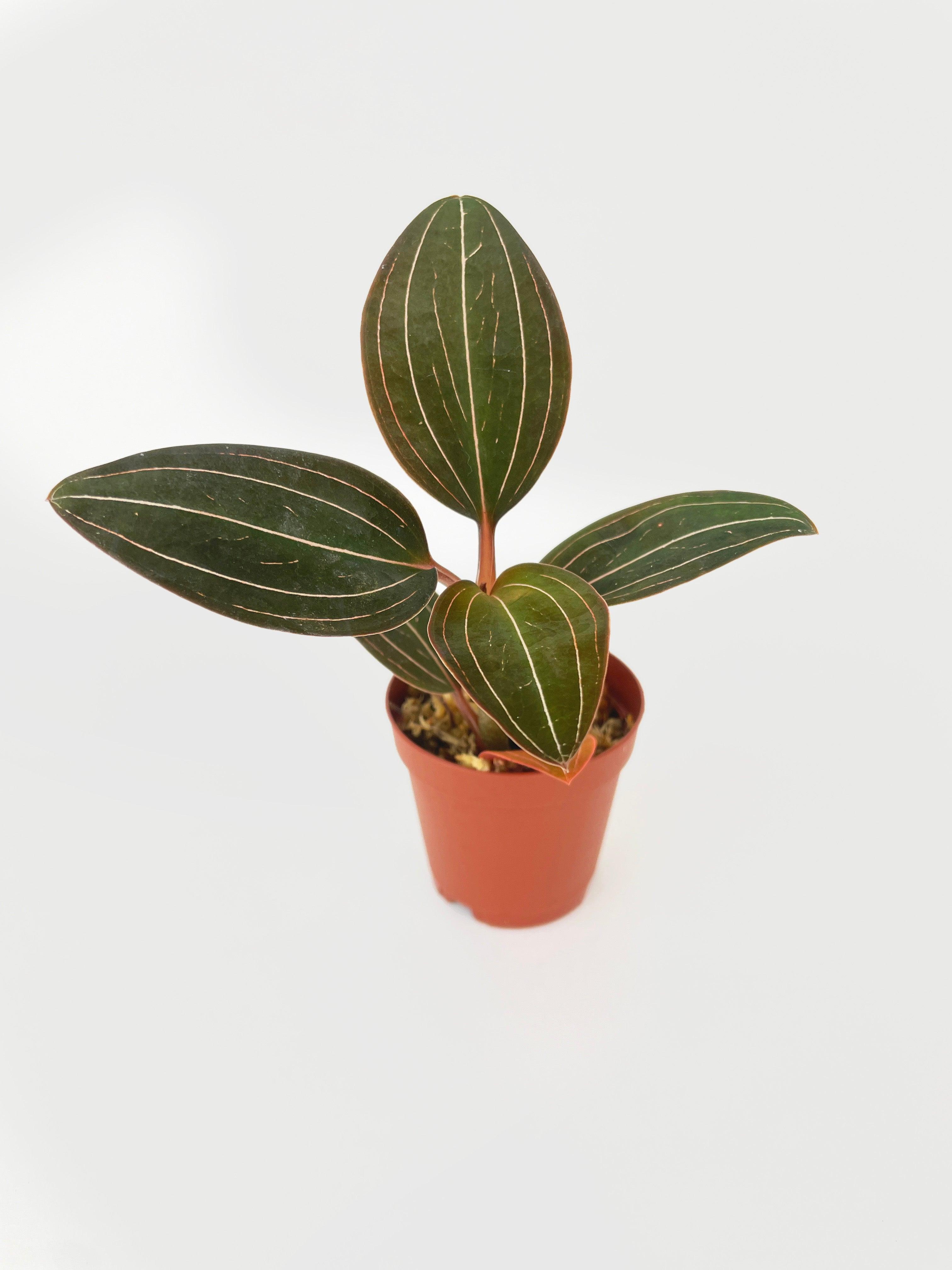 Jewel Orchid Ludisia Discolor | Heirloom Boulevard