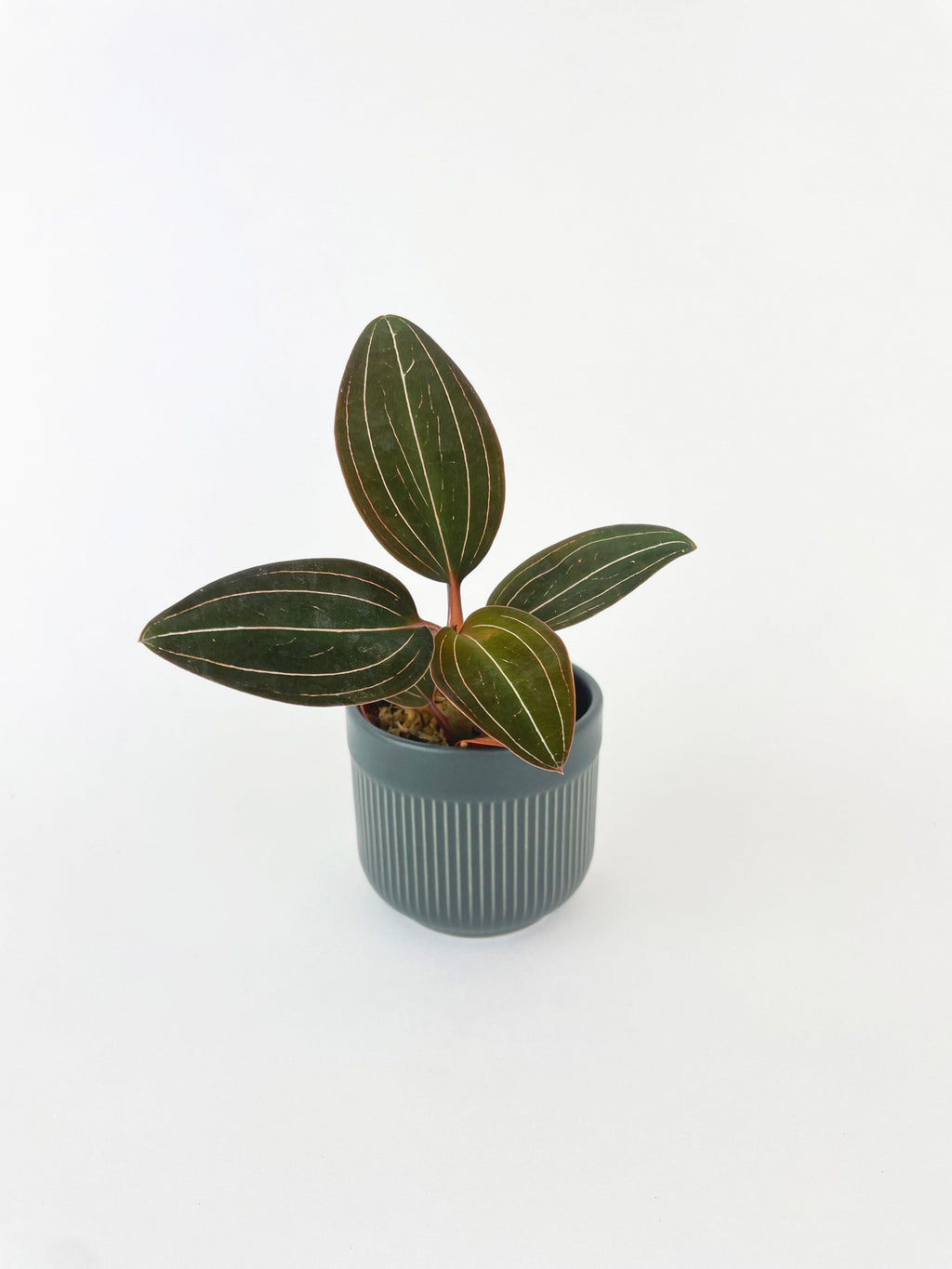 Jewel Orchid Ludisia Discolor 2" pot | Heirloom Boulevard