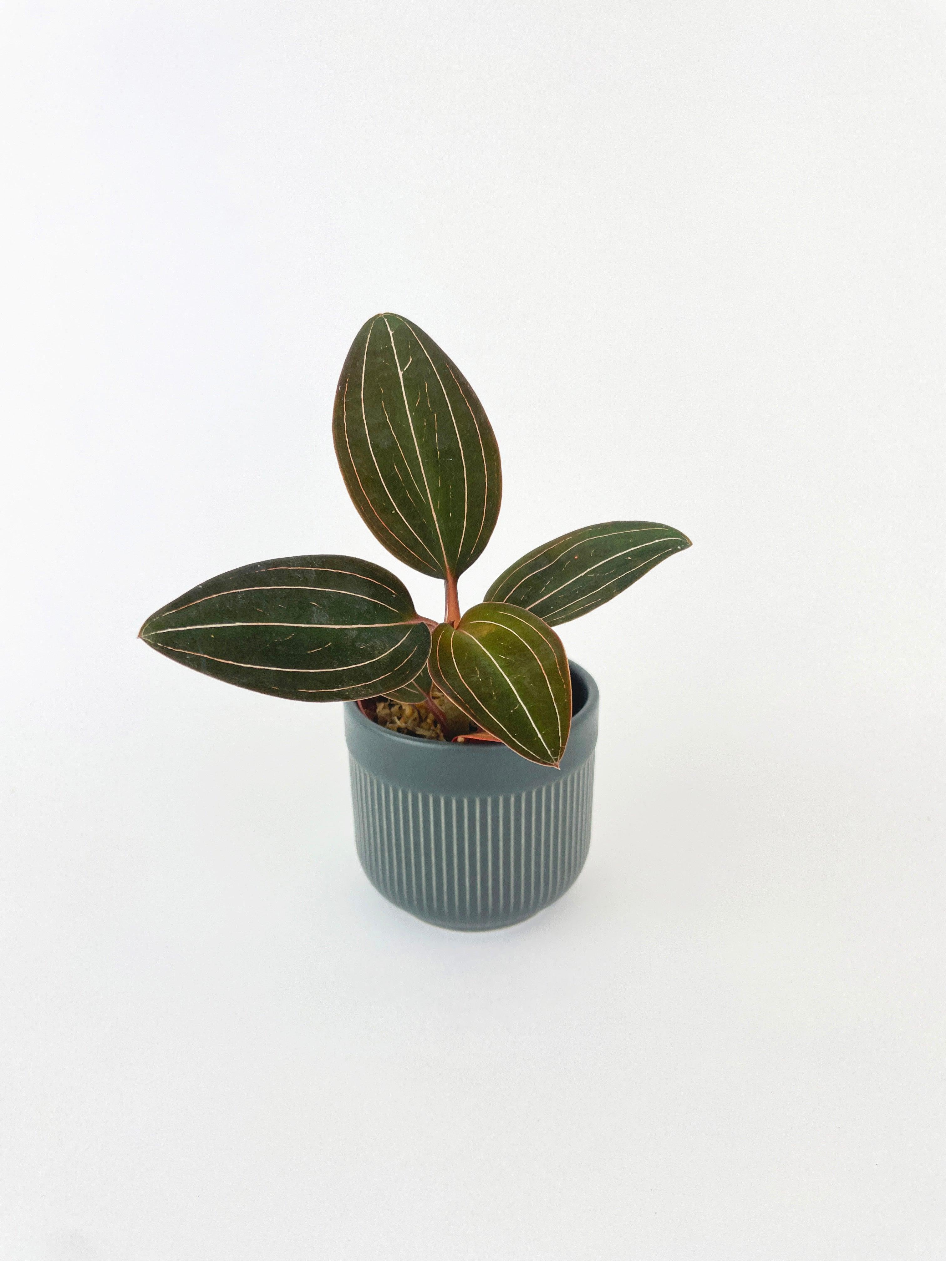 Jewel Orchid Ludisia Discolor | Heirloom Boulevard