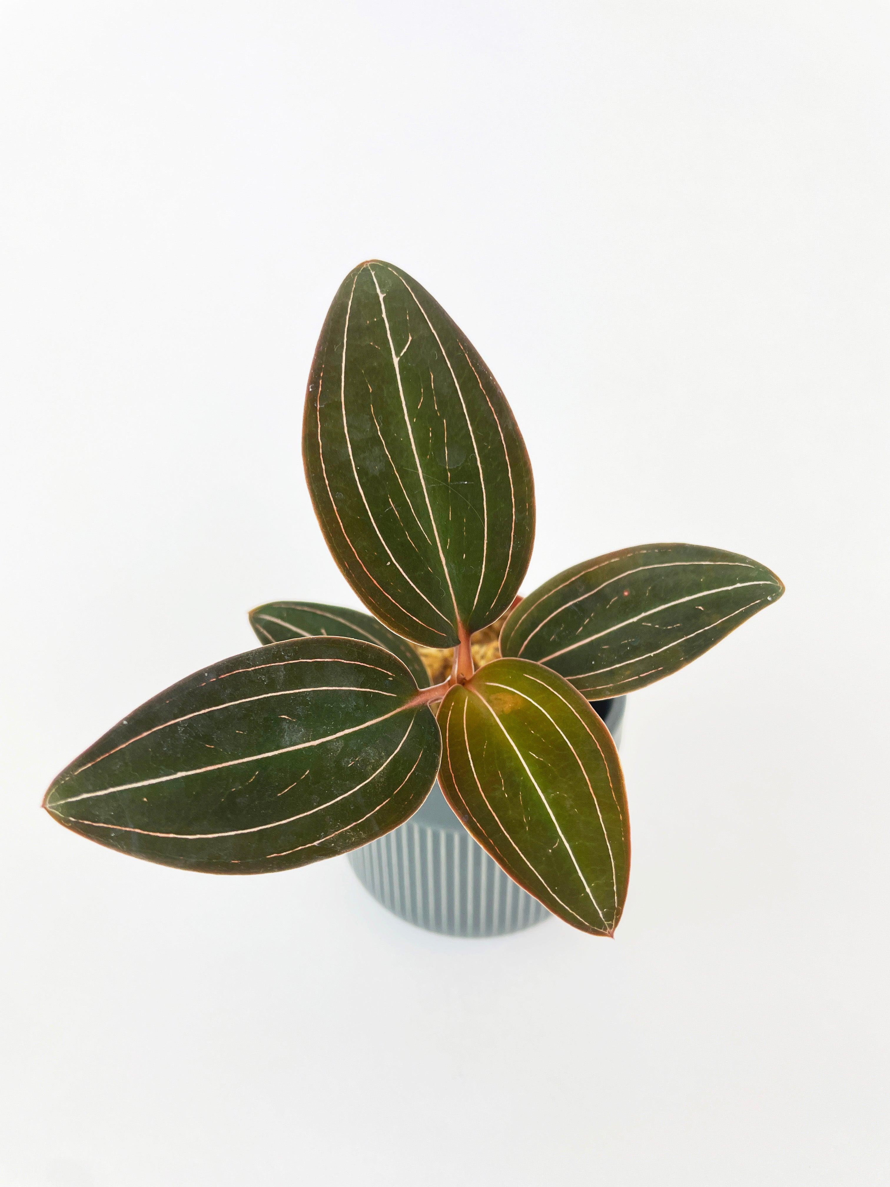 Jewel Orchid Ludisia Discolor | Heirloom Boulevard