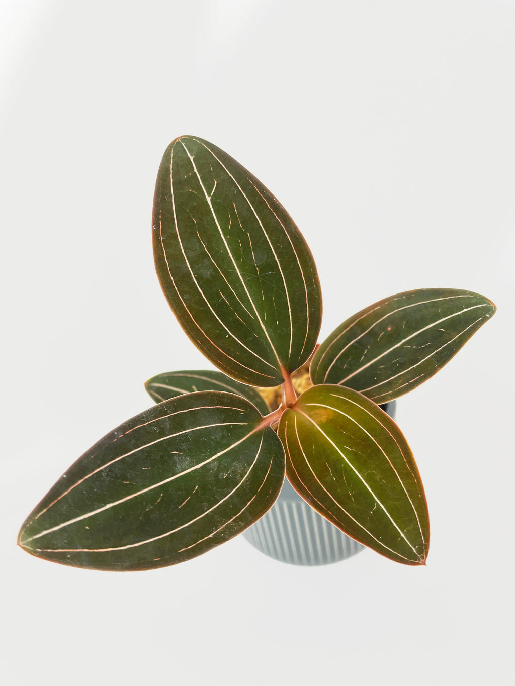 Jewel Orchid Ludisia Discolor | Heirloom Boulevard