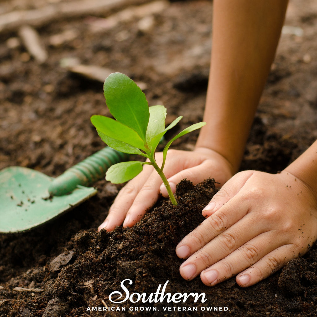 Southern Seeds Kids Garden Seed Collection – 10 Varieties | Heirloom Boulevard