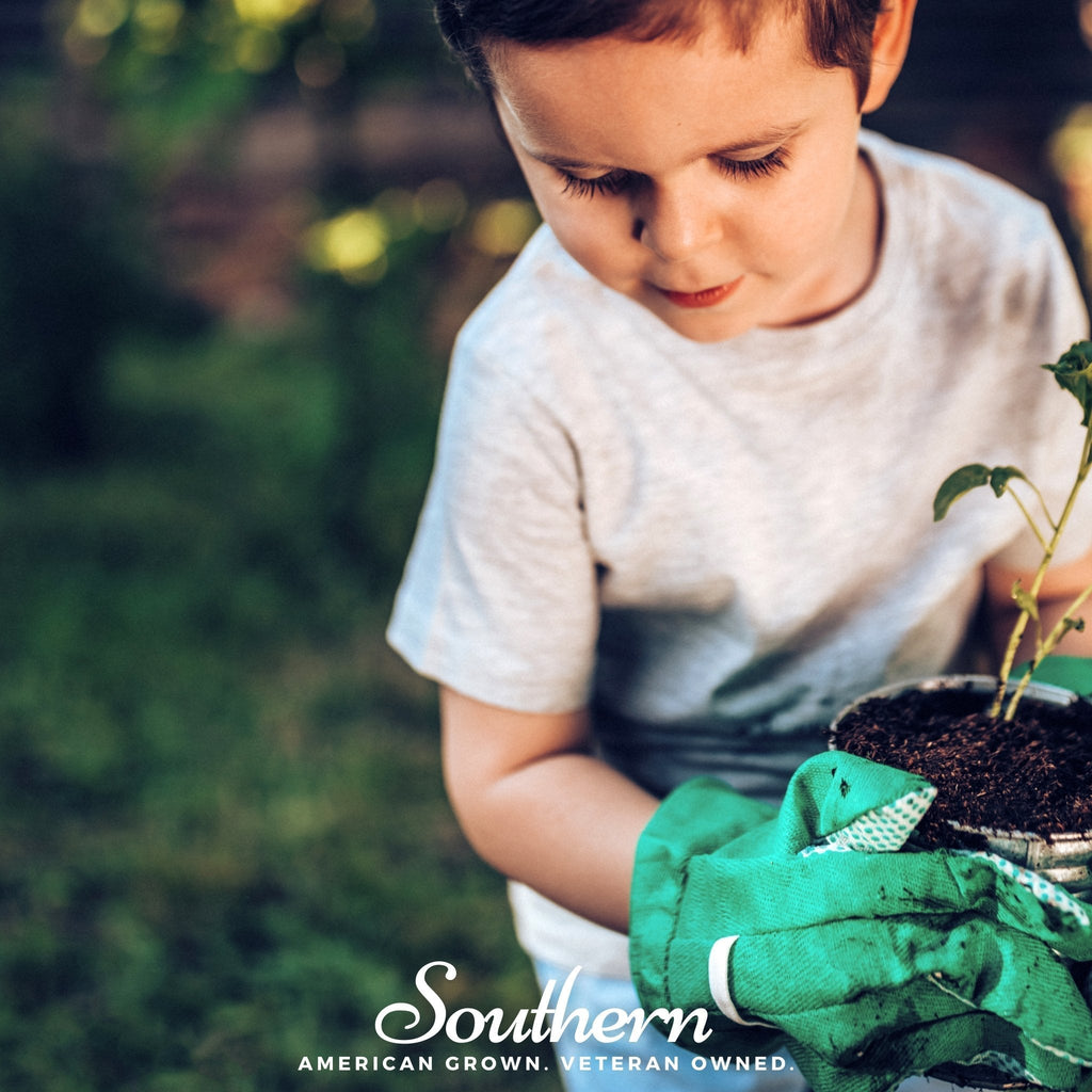 Southern Seeds Kids Garden Seed Collection – 10 Varieties | Heirloom Boulevard