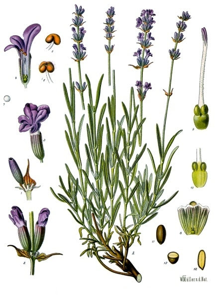 Seattle Seed Company Lavender - English | Heirloom Boulevard