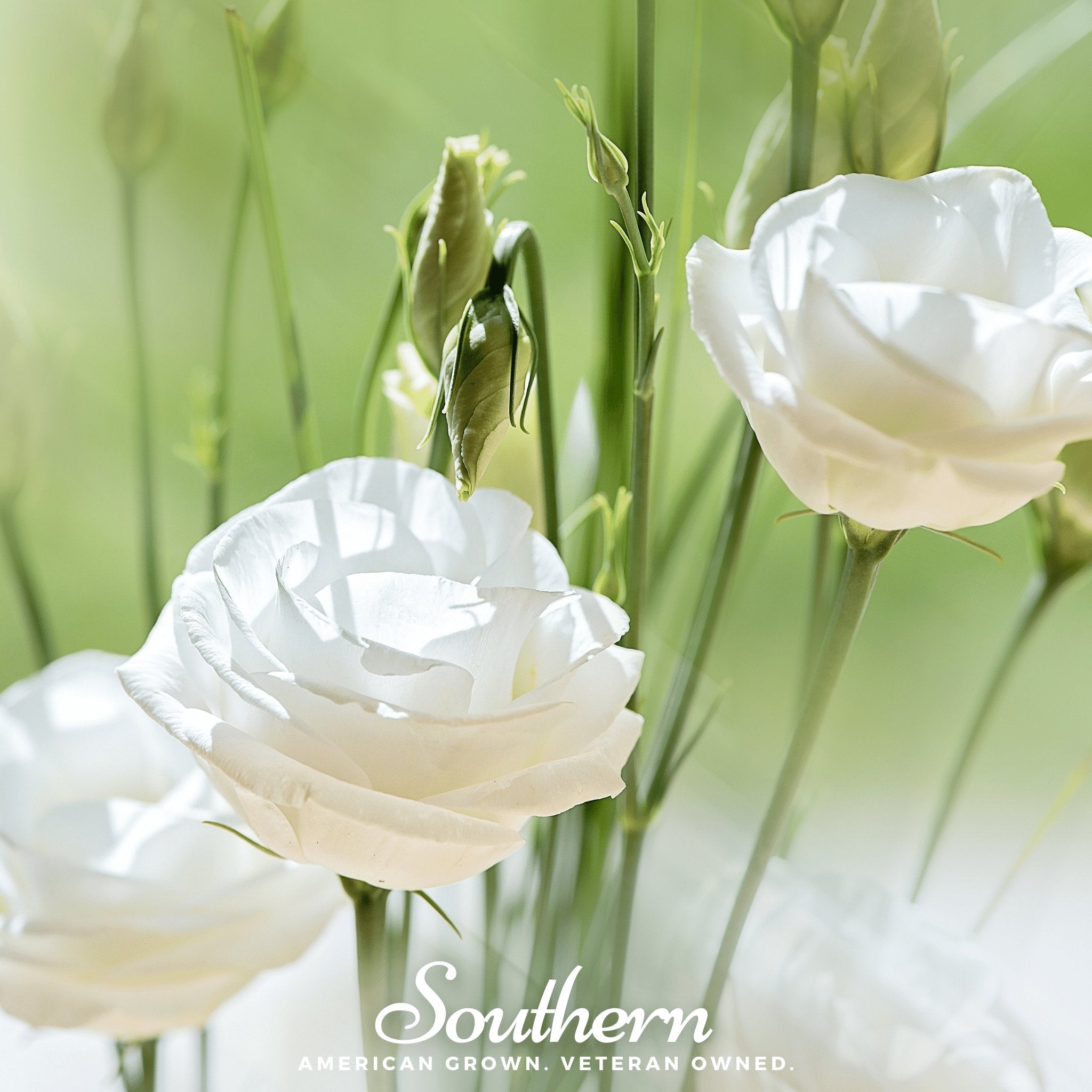 Southern Seeds Sapphire White Lisianthus – 25 Seeds | Heirloom Boulevard