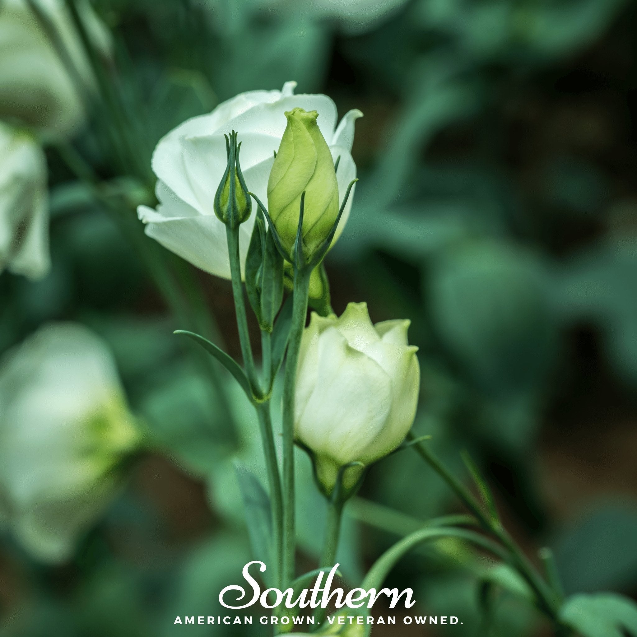 Southern Seeds Sapphire White Lisianthus – 25 Seeds | Heirloom Boulevard
