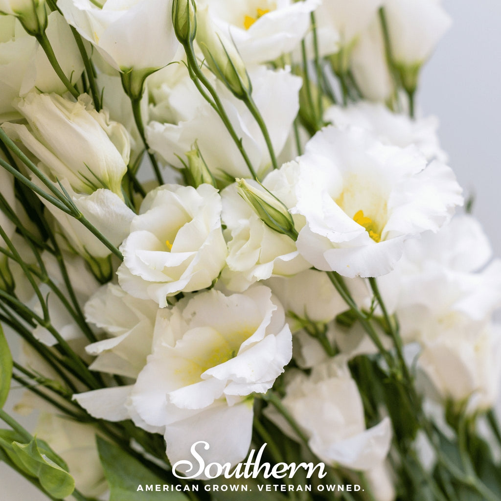 Southern Seeds Sapphire White Lisianthus – 25 Seeds | Heirloom Boulevard