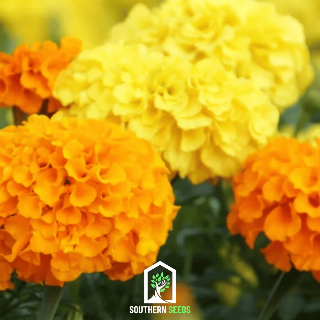 Crackerjack Marigold – 100 Seeds | Heirloom Boulevard