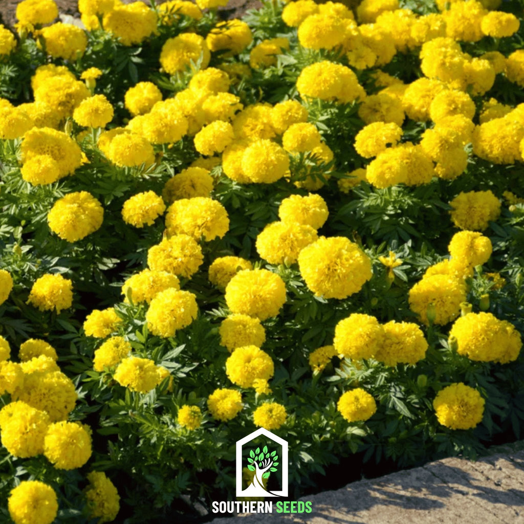 Crackerjack Marigold – 100 Seeds | Heirloom Boulevard