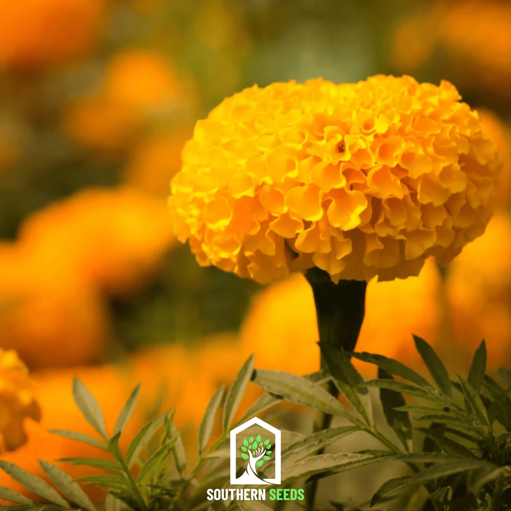 Crackerjack Marigold – 100 Seeds | Heirloom Boulevard