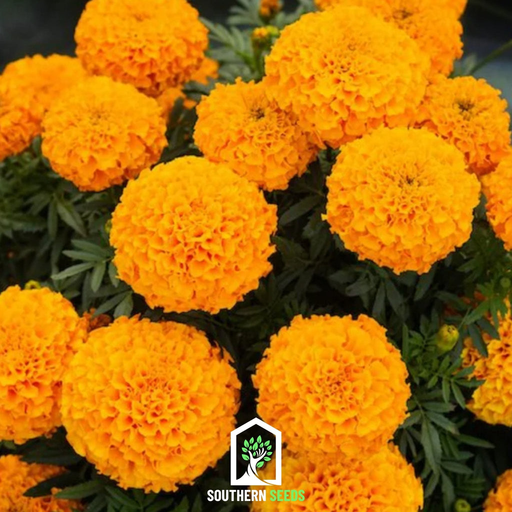 Crackerjack Marigold – 100 Seeds | Heirloom Boulevard