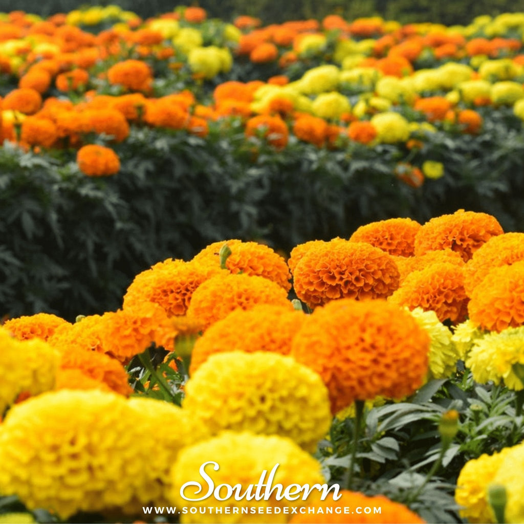 Petite French Marigold (French) – 100 Seeds | Heirloom Boulevard