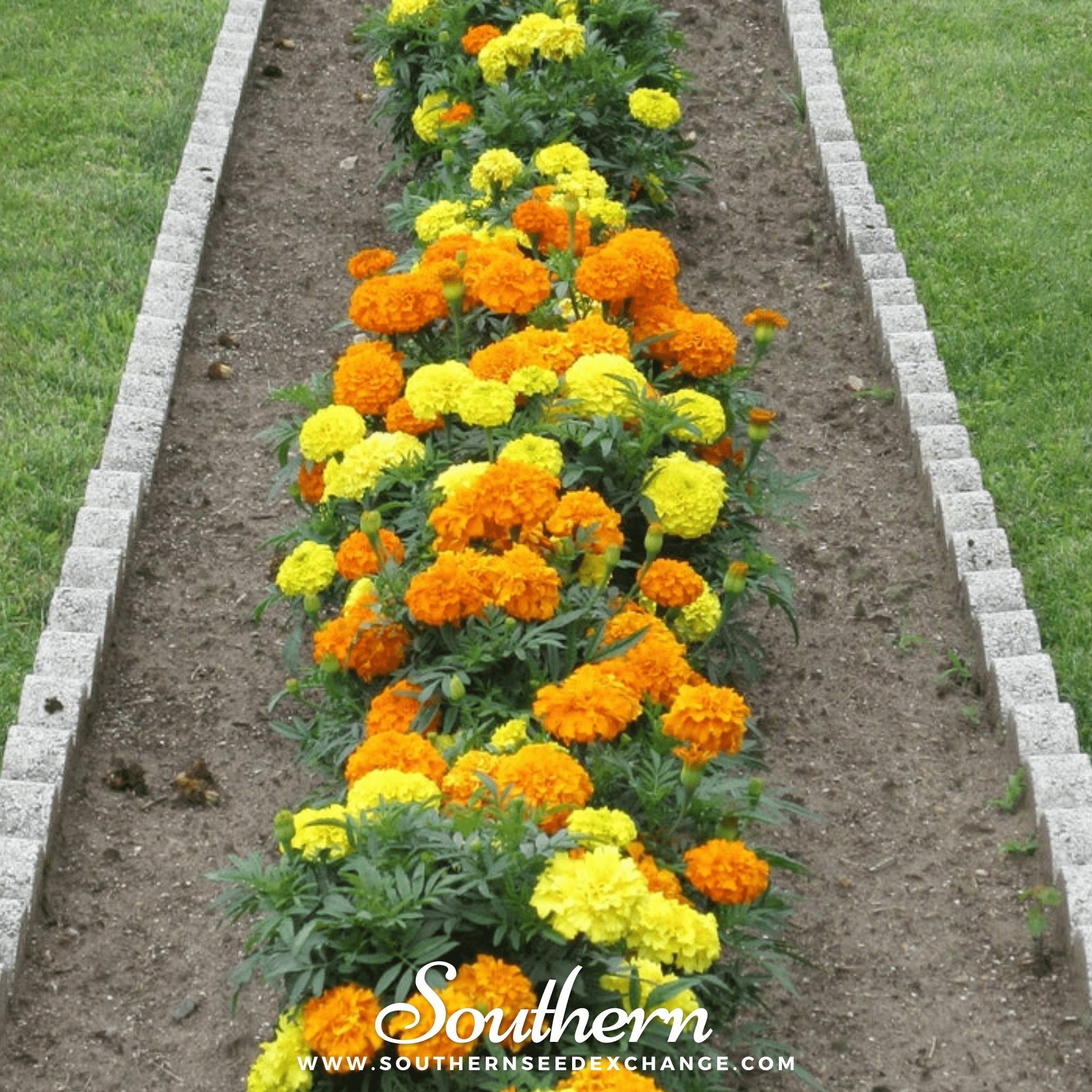 Petite French Marigold (French) – 100 Seeds | Heirloom Boulevard