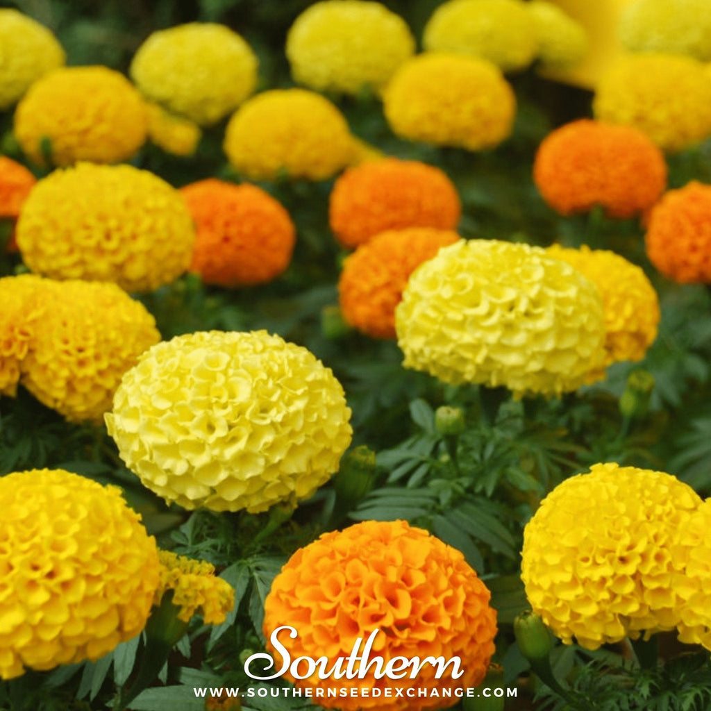 Petite French Marigold (French) – 100 Seeds | Heirloom Boulevard