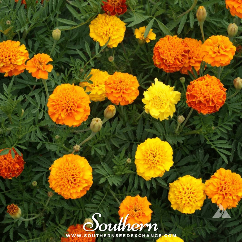 Petite French Marigold (French) – 100 Seeds | Heirloom Boulevard