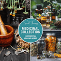 Southern Seeds Medicinal Herb Seed Collection – 15 Varieties | Heirloom Boulevard