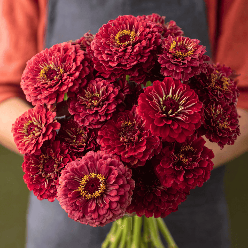 Southern Seeds Meteor Zinnia – 100 Seeds | Heirloom Boulevard