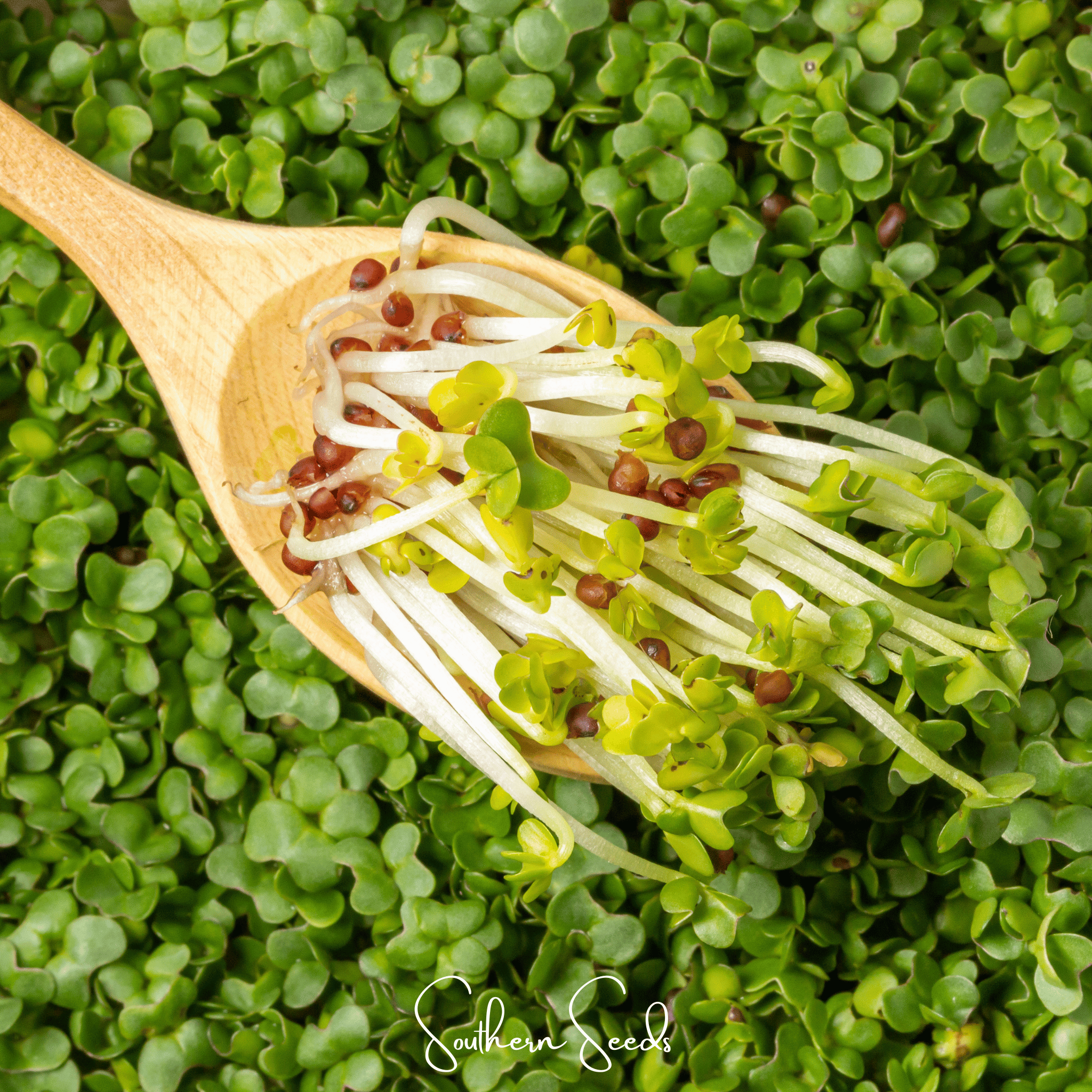 Southern Seeds Wasabi Spicy Mustard Microgreen – 10 grams | Heirloom Boulevard