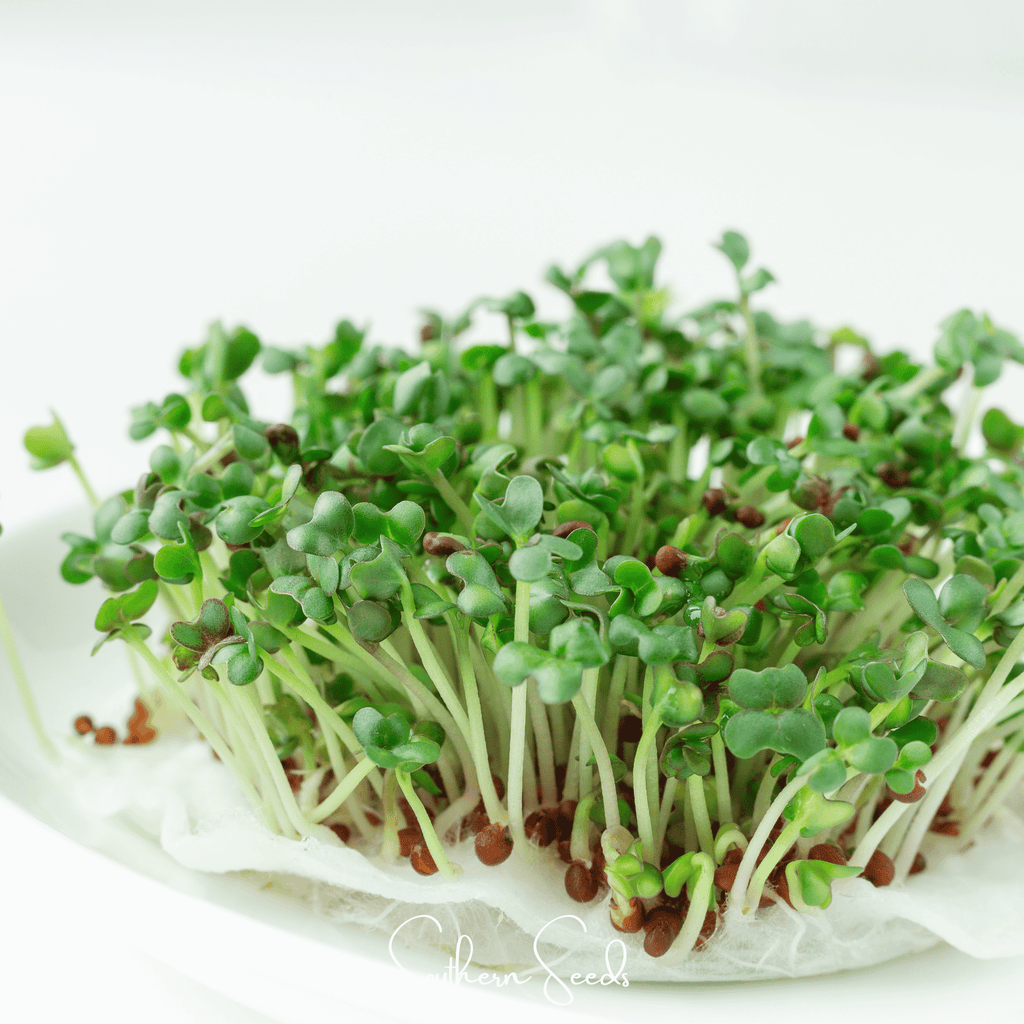 Southern Seeds Wasabi Spicy Mustard Microgreen – 10 grams | Heirloom Boulevard