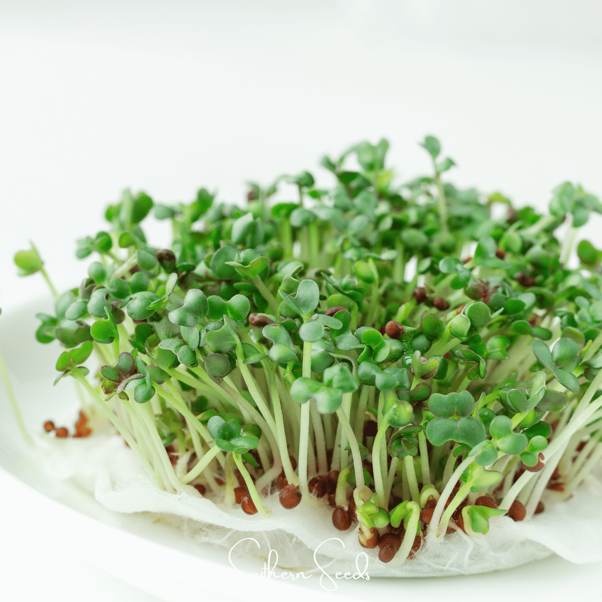Southern Seeds Wasabi Spicy Mustard Microgreen – 10 grams | Heirloom Boulevard