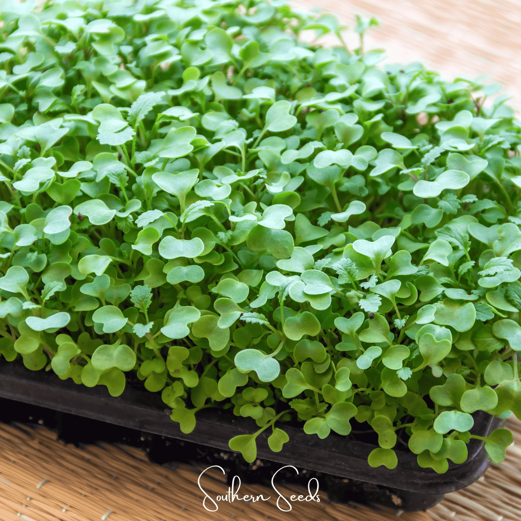 Southern Seeds Wasabi Spicy Mustard Microgreen – 10 grams | Heirloom Boulevard