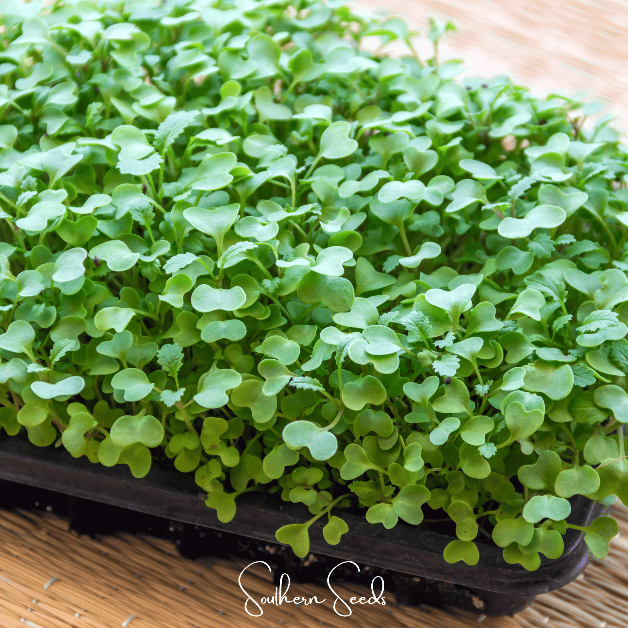 Southern Seeds Wasabi Spicy Mustard Microgreen – 10 grams | Heirloom Boulevard