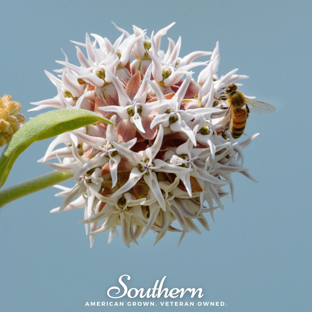 Southern Seeds Showy Milkweed – 20 Seeds | Heirloom Boulevard