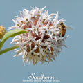 Southern Seeds Showy Milkweed – 20 Seeds | Heirloom Boulevard