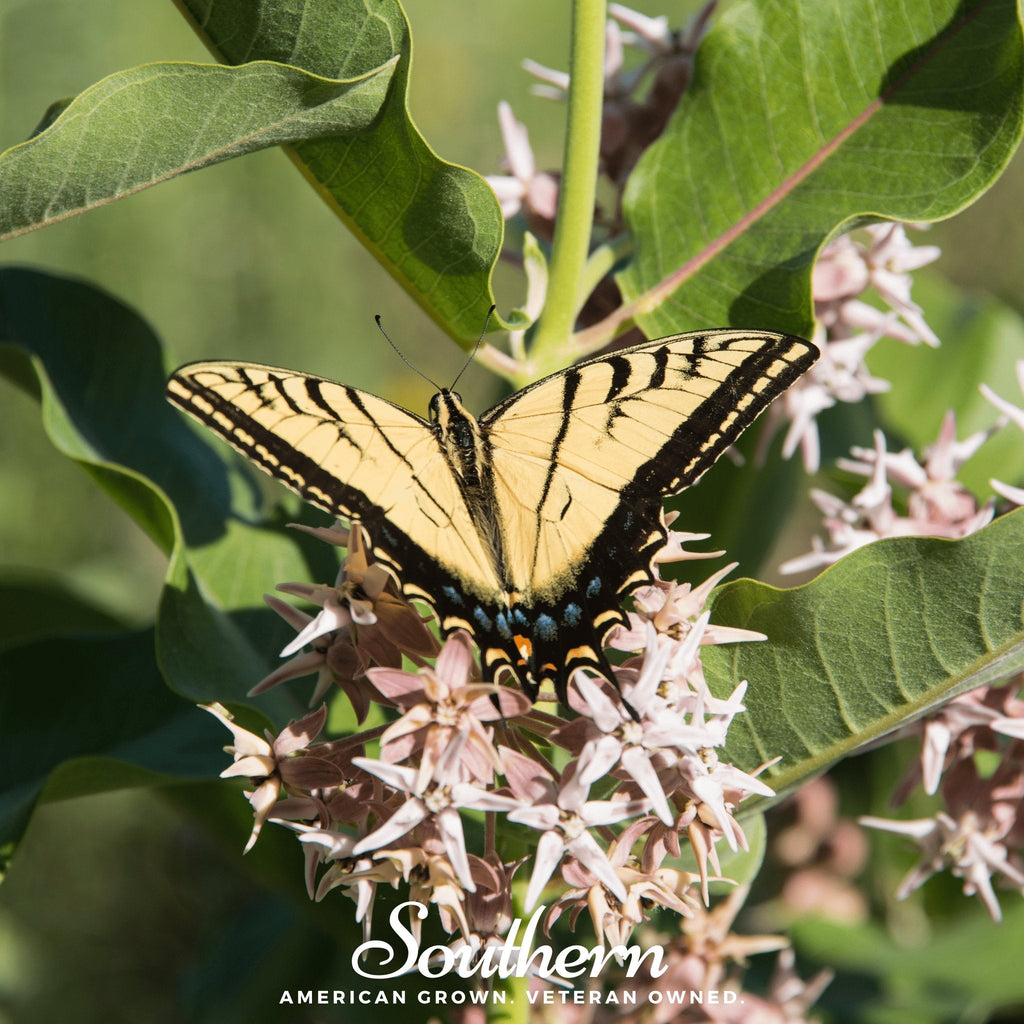 Southern Seeds Showy Milkweed – 20 Seeds | Heirloom Boulevard