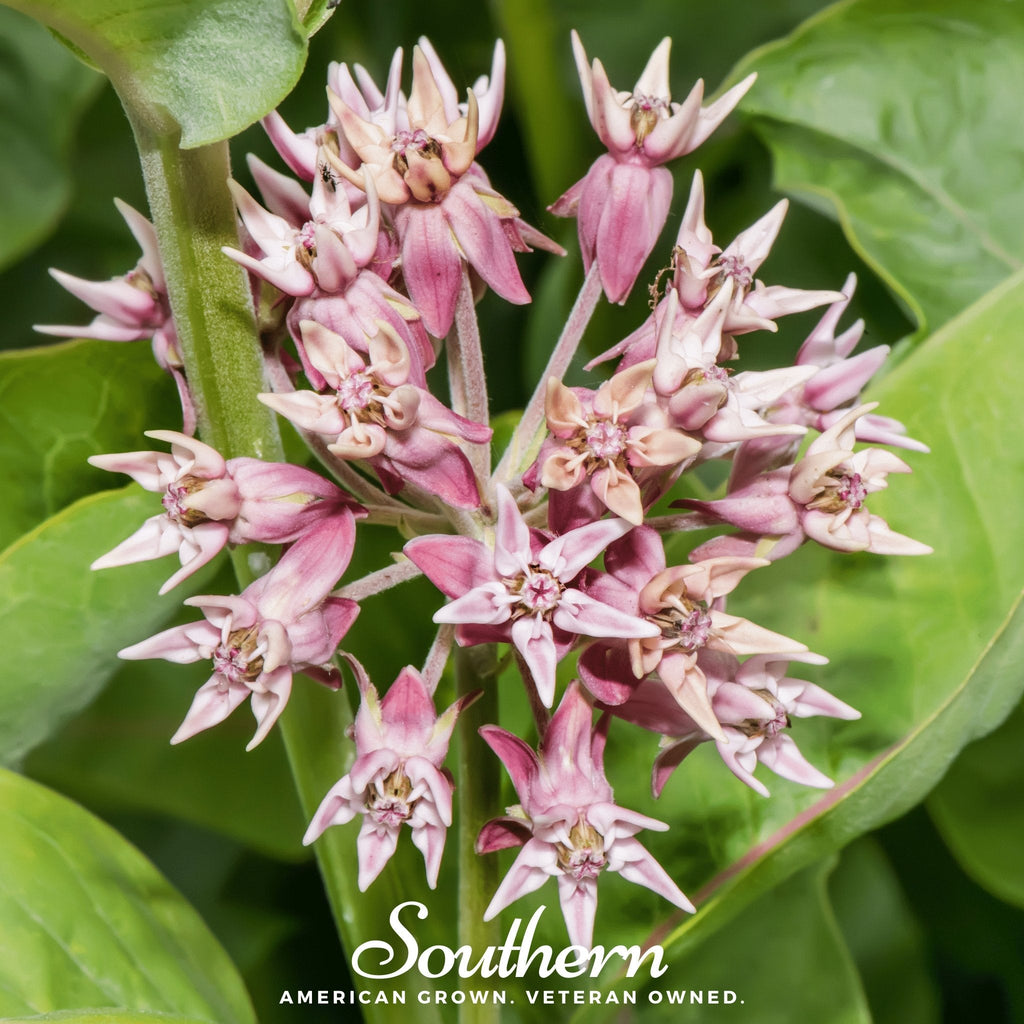 Southern Seeds Showy Milkweed – 20 Seeds | Heirloom Boulevard