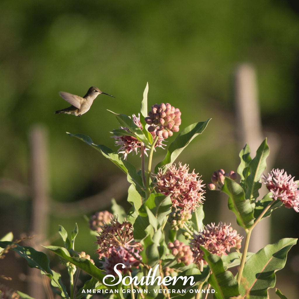 Southern Seeds Showy Milkweed – 20 Seeds | Heirloom Boulevard