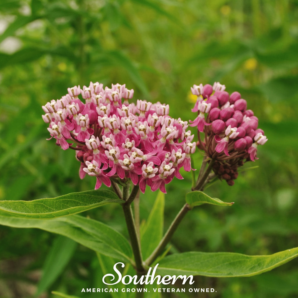 Southern Seeds Swamp Milkweed – 50 Seeds | Heirloom Boulevard